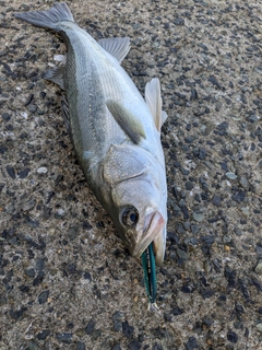 マルスズキの釣果