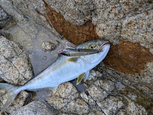 ヒラマサの釣果