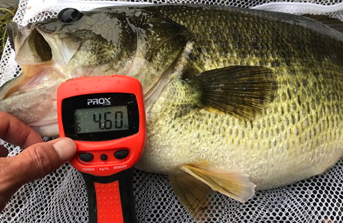 ブラックバスの釣果