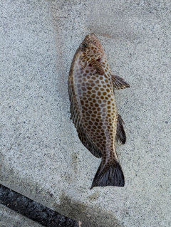 オオモンハタの釣果