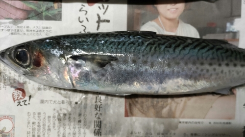 ゴマサバの釣果