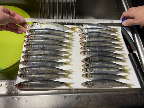 ウルメイワシの釣果