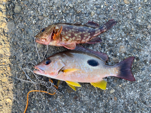 クロホシフエダイの釣果