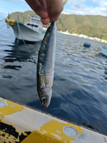 ムロアジの釣果