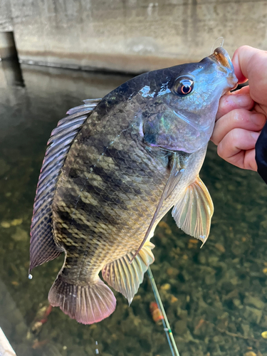 ナイルティラピアの釣果