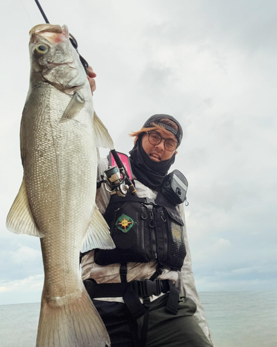 ヒラスズキの釣果