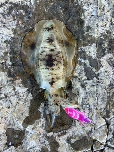 アオリイカの釣果