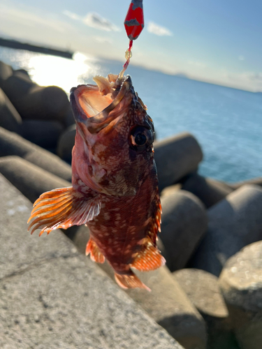 カサゴの釣果