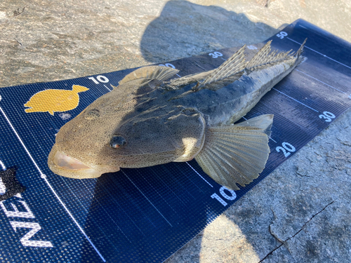 マゴチの釣果