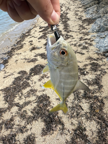 メッキの釣果