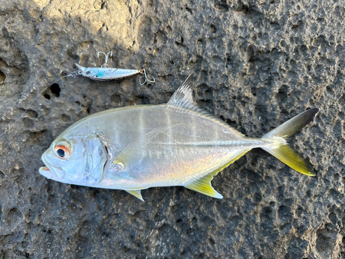 メッキの釣果