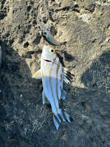 コトヒキの釣果