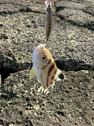 コトヒキの釣果