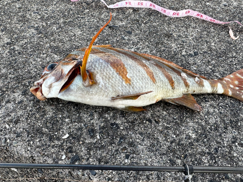 タカノハダイの釣果