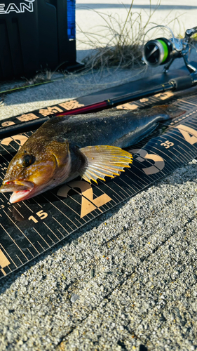 アイナメの釣果