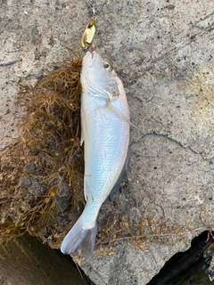 イシモチの釣果