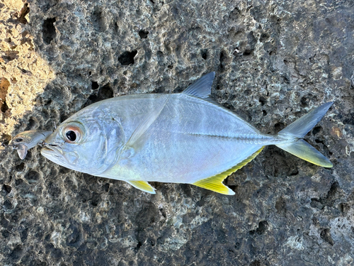 メッキの釣果