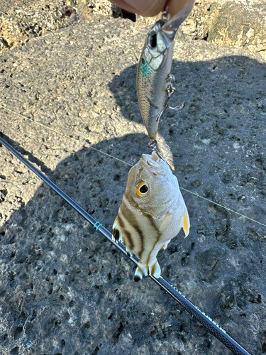 コトヒキの釣果