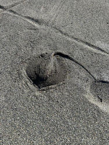 エイの釣果