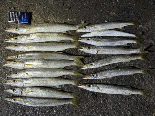 アカカマスの釣果