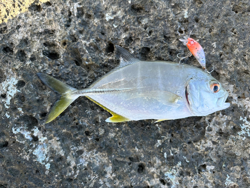 メッキの釣果