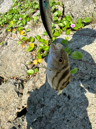 コトヒキの釣果