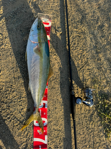 ワラサの釣果