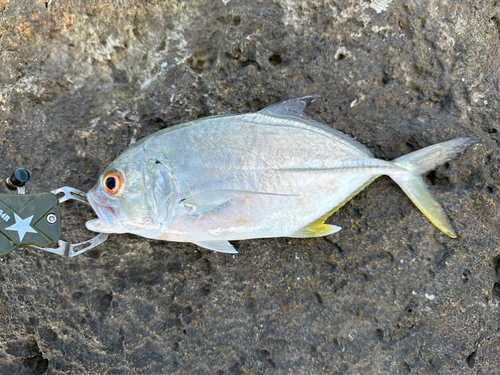 メッキの釣果