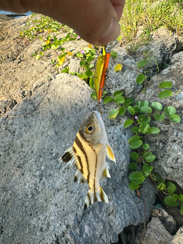 沖縄本島