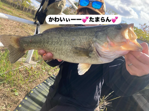 ブラックバスの釣果