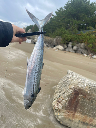 サゴシの釣果