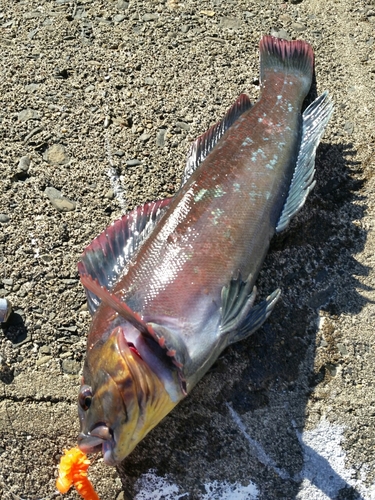 アブラコの釣果