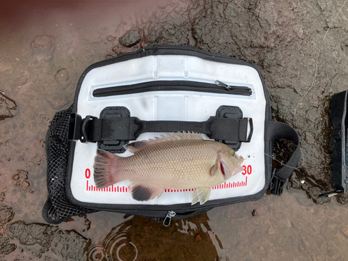 コブダイの釣果