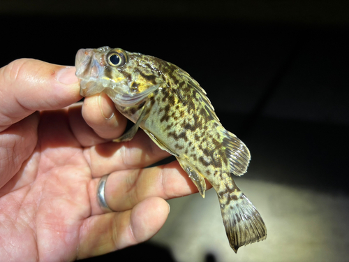 クロソイの釣果