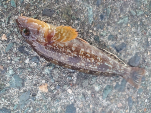 三陸海岸（青森）