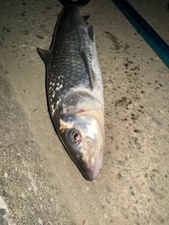 ニゴイの釣果