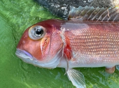 アマダイの釣果