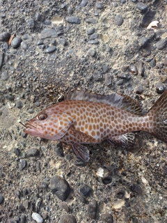 オオモンハタの釣果