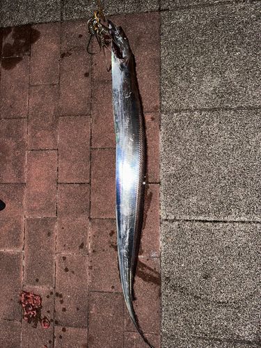 タチウオの釣果