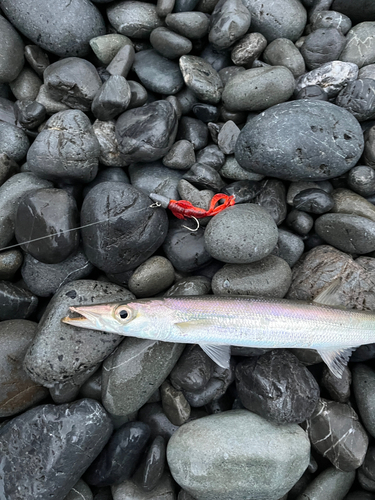 カマスの釣果