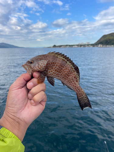 オオモンハタの釣果