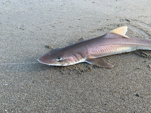 サメの釣果