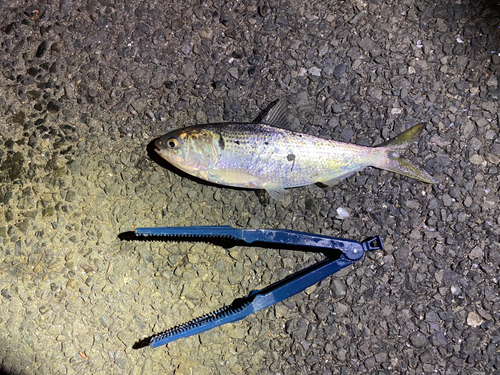 若洲海浜公園海釣り施設