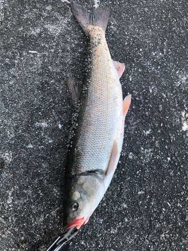 ウグイの釣果