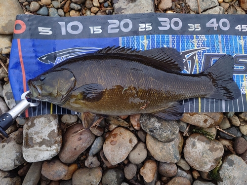 スモールマウスバスの釣果