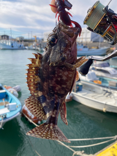 カサゴの釣果