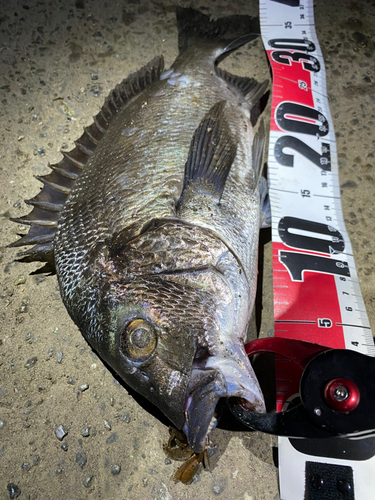 クロダイの釣果