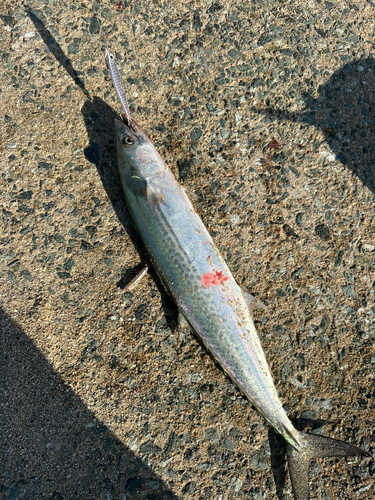 サゴシの釣果