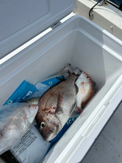 マダイの釣果