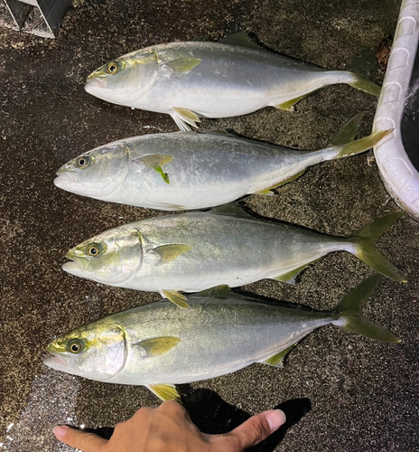 ワカシの釣果